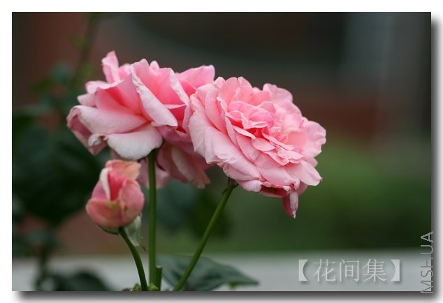 IMG_2390 ����.jpg