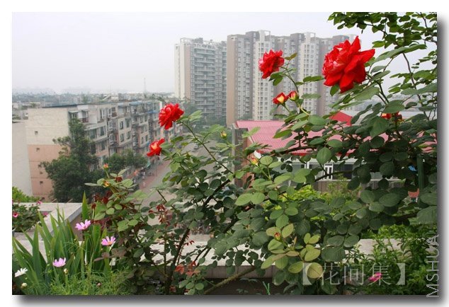 �����ѾƵڶ��ֻ���