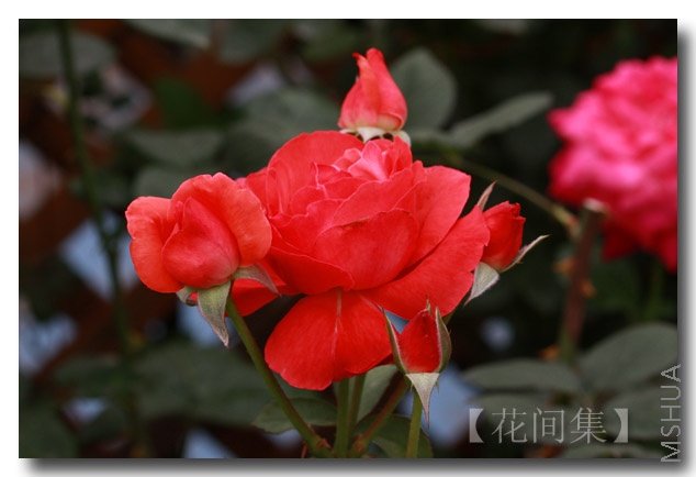 ӣ�Ұ�����