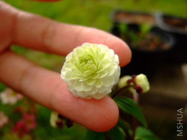 DSCF7391.jpg
