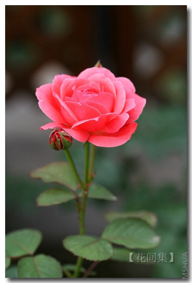 IMG_2381 ����.jpg