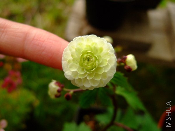 DSCF7390.jpg