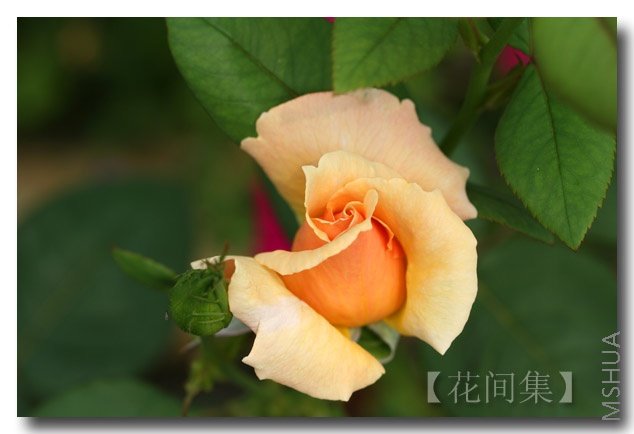 IMG_2265 ����.jpg