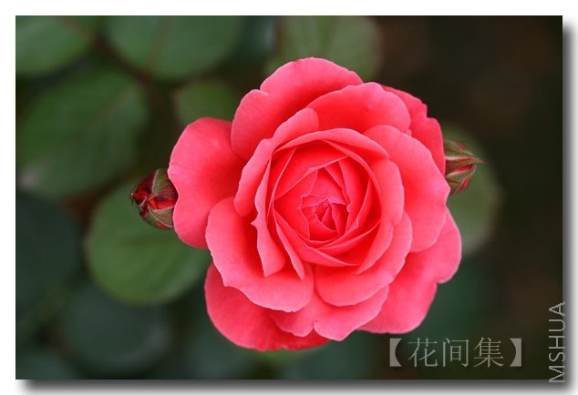 IMG_2392 ����.jpg