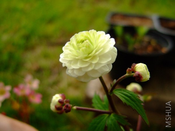 DSCF7392.jpg