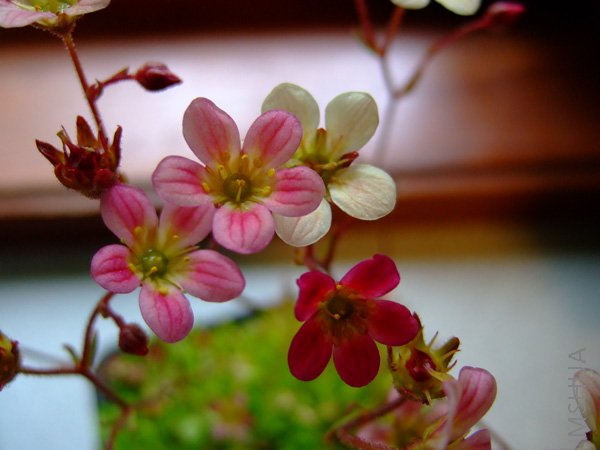 DSCF7421.jpg