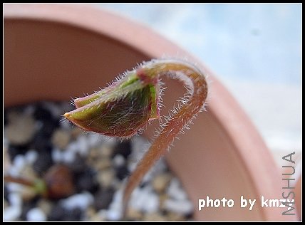 Oxalis deppei 'Mexico BotKA G4'