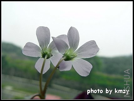 ��Ҷ������ Oxalis regnellii(triangularis, cv. Purpurea)