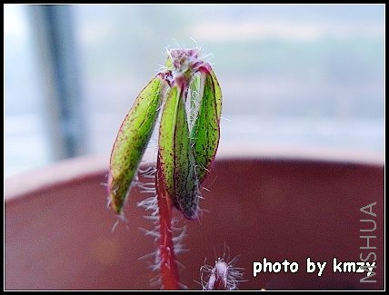 Oxalis lasiandra��ë������