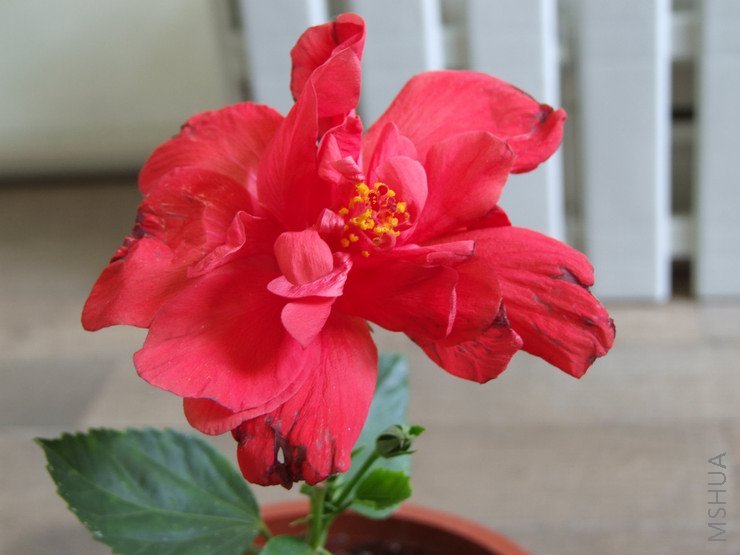 ������С ��ɣ2.JPG