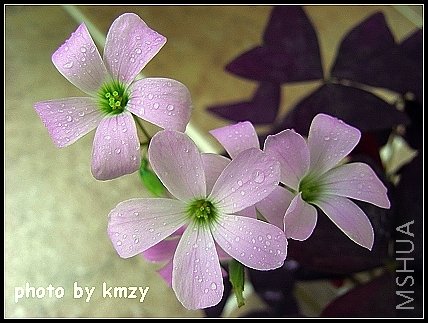 ��Ҷ������ Oxalis regnellii(triangularis, cv. Purpurea)