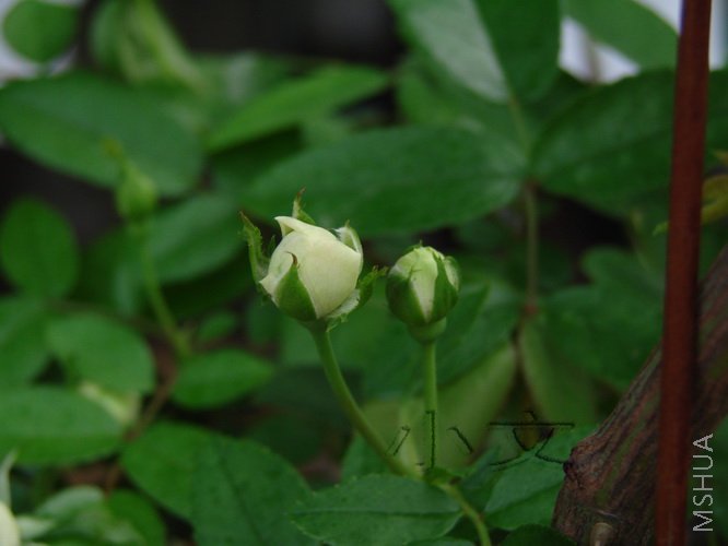 ����ʯ 01.jpg