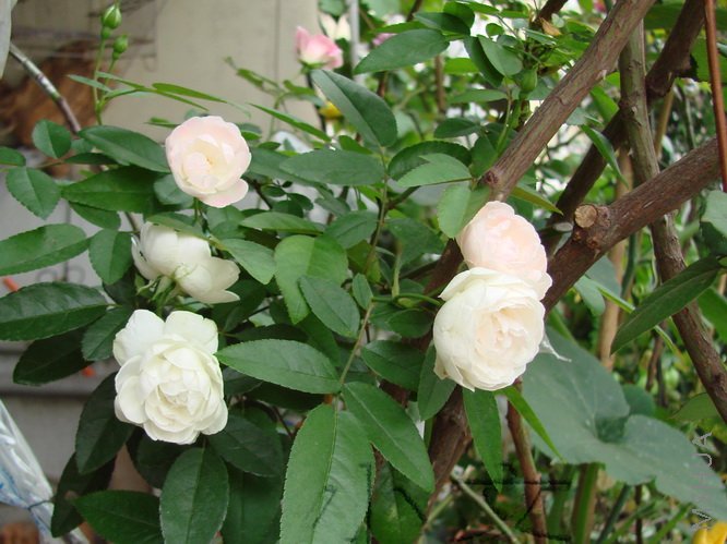 ����ʯ 04.jpg