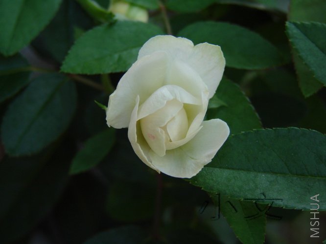 ����ʯ 02.jpg