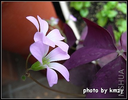 ��Ҷ������ Oxalis regnellii(triangularis, cv. Purpurea)