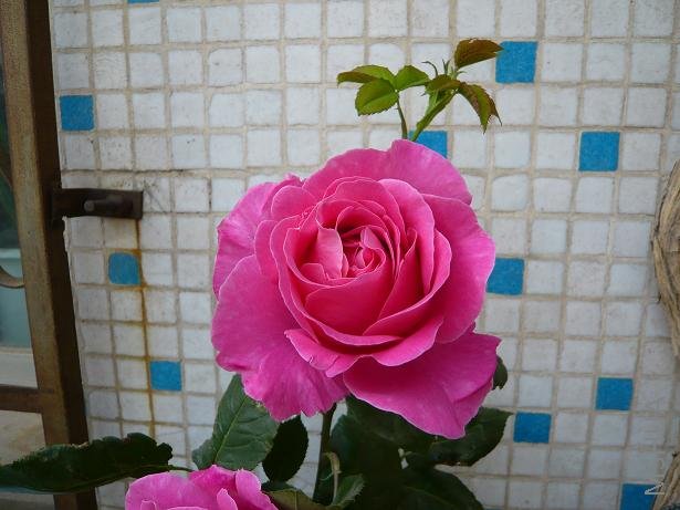 P1000581.JPG