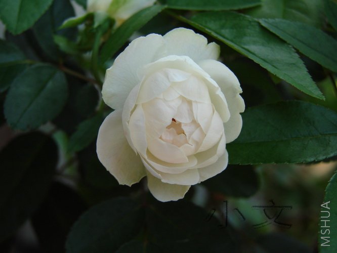 ����ʯ 03.jpg