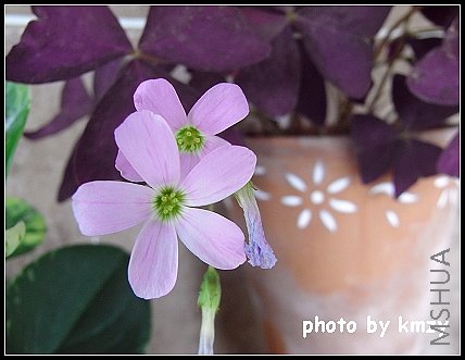 ��Ҷ������ Oxalis regnellii(triangularis, cv. Purpurea)
