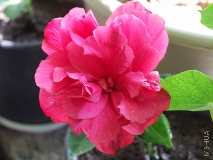 ������С ��ɣ1.JPG