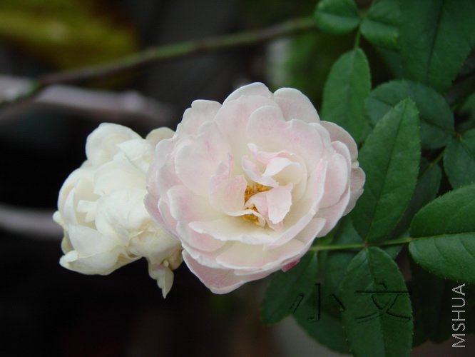 ����ʯ 05.jpg