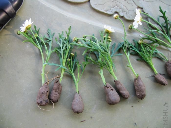 �ϰ���������