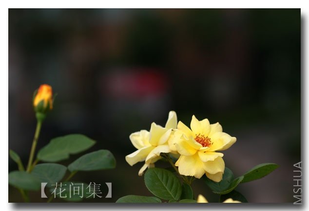 IMG_5117 ����.jpg