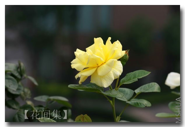 IMG_4969 ����.jpg