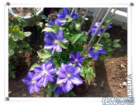 20080428243.jpg