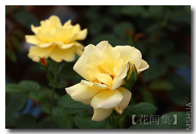 IMG_5093 ����.jpg