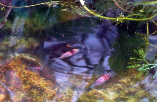 �Ž�ȥ�Ľ������˺ö�С����