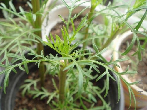 �򶥵Ĳ�˹��