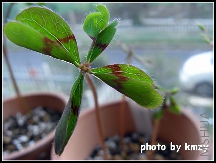 Oxalis deppei 'Mexico BotKA G4'