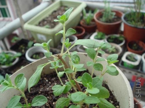 ��Լ����