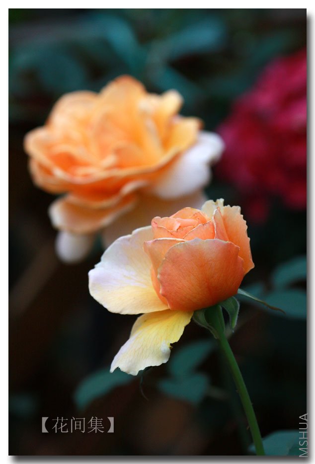 IMG_5471 ����.jpg