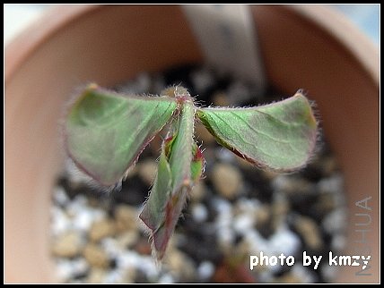 Oxalis deppei 'Mexico BotKA G4'