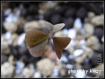 Fanny����������