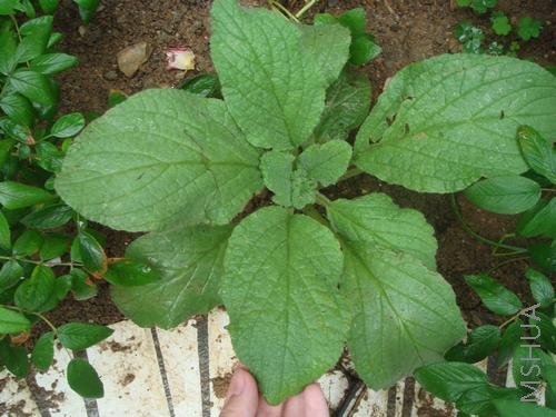 ¥�³��޴��������