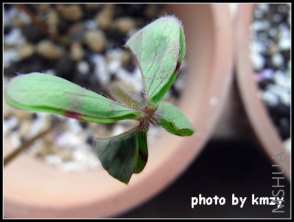 Oxalis deppei 'Mexico BotKA G4'