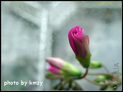 Oxalis lasiandra��ë����������