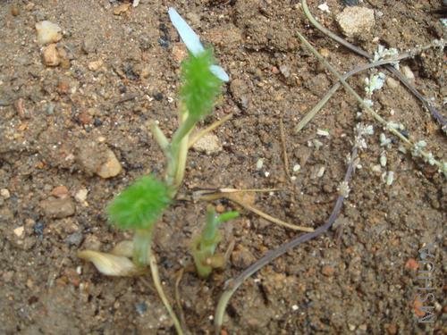 ���ͷ������