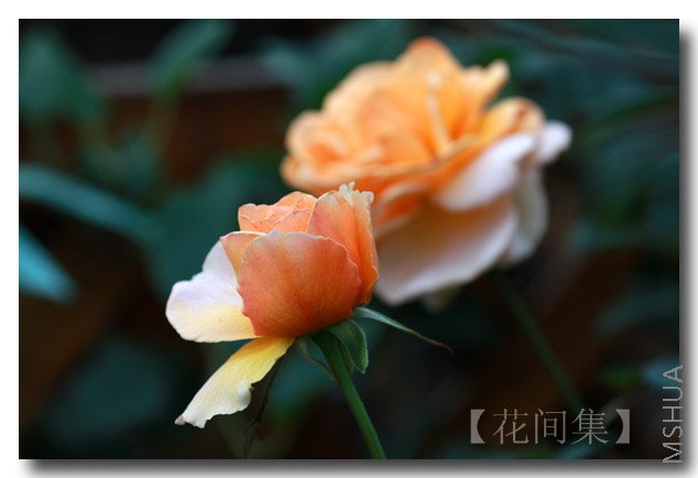 IMG_5473 ����.jpg