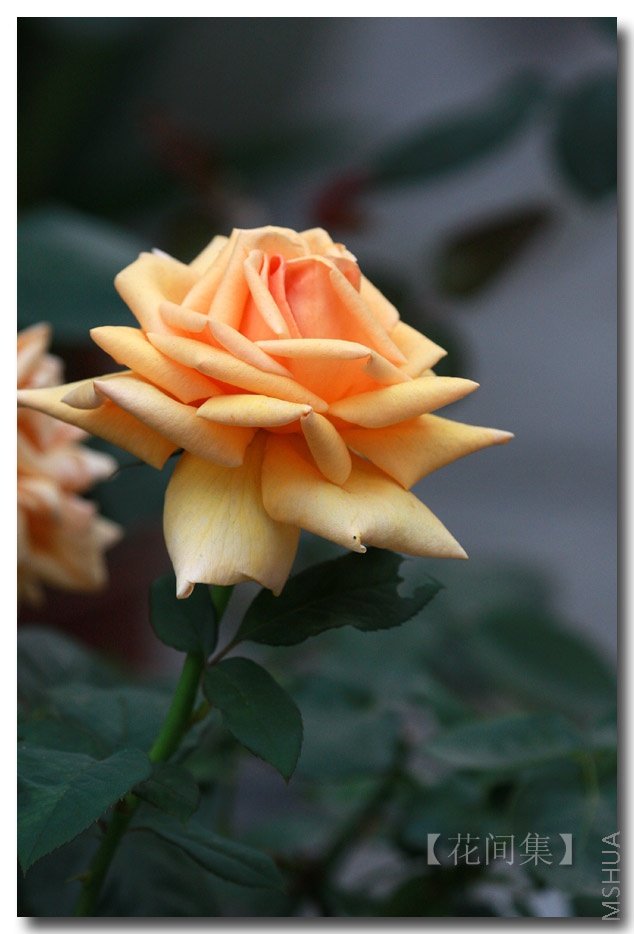 IMG_5492 ����.jpg