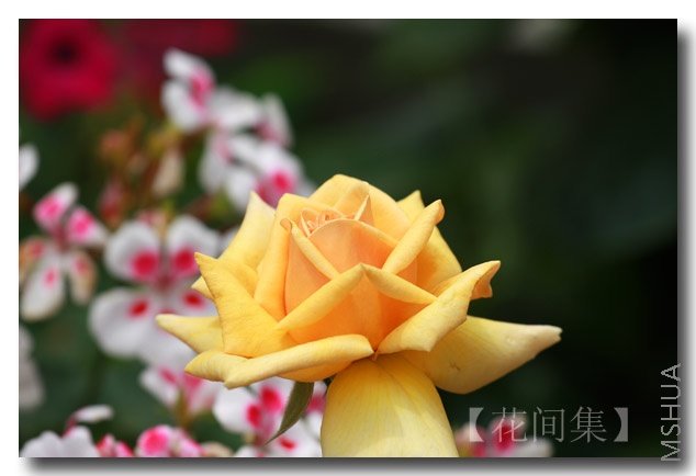 IMG_5247 ����.jpg