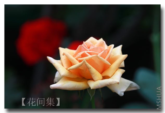 IMG_5490 ����.jpg