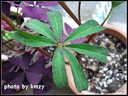 Oxalis lasiandra��ë������ҶƬ