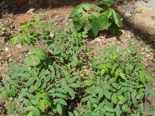 ���˼����Ъ�˵�ʳ��õ��