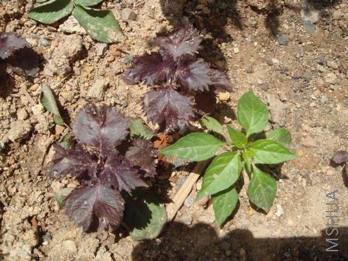 ���պ�����