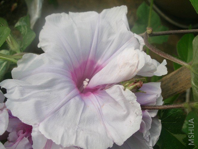 ����֮�⣬ȴ�ǽ���ţ