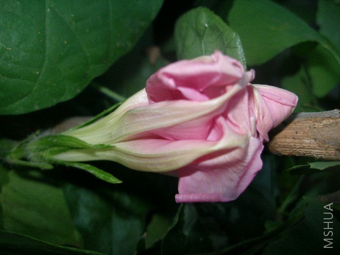 �²�����ʲô��ɫ�Ļ���