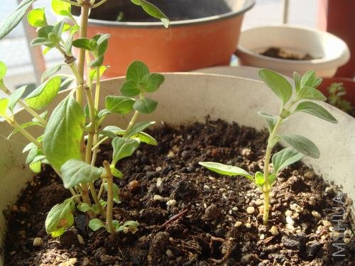 �ٺ���������Լ��